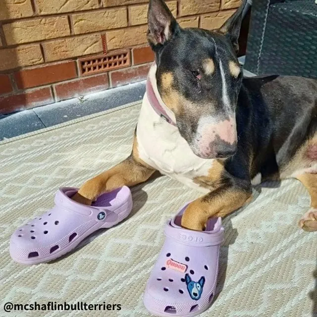 Bull Terrier Crocs Pins Set